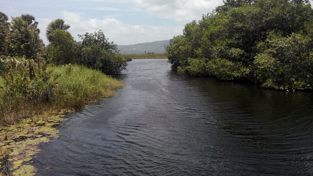 Black-River-Wetlands-Lilies-Mangroves-ReedsThatch-Palm-S-Otuokon2015